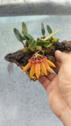 藓叶卷瓣兰Bulbophyllumretusiusculum#雨林缸热植#附生兰#石豆兰