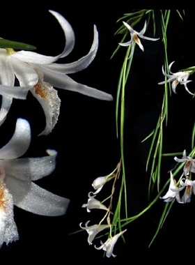 景洪石斛Den.exile