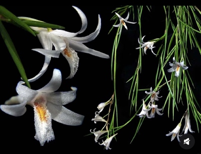 景洪石斛Den.exile