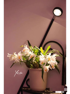 雅安大果贝母兰Coelogyne Cristata