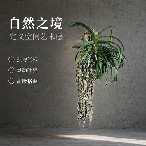 斯尼克风兰Vandachostylis lou snary No.2#洋兰#风兰#富贵兰