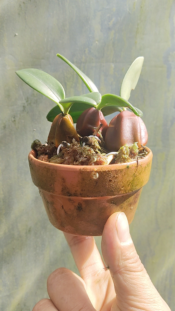 泰国苹果石豆兰Bulbophyllum blepharistes
