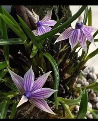 新几内亚蓝心石斛Dendrobium cyanocentrum Schltr