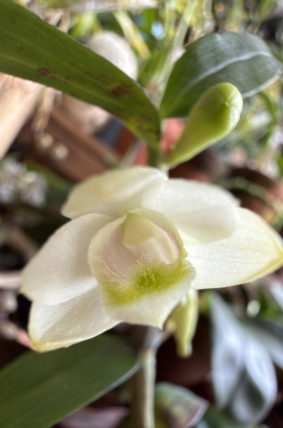 丁香石斛（二师兄家特有品种）