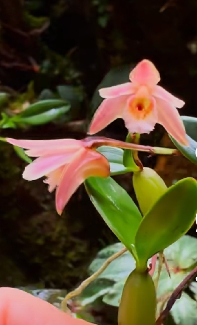 菱唇蛤兰Conchidium#热带雨林热植#附生兰#洋兰#迷你兰花,鲜花速递/花卉仿真/绿植园艺,国兰/杂交兰/洋兰类,淘宝优惠券,粉丝福利购,淘宝优惠卷