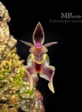 菲律宾林栖石豆兰Bulb ayuthayense一份