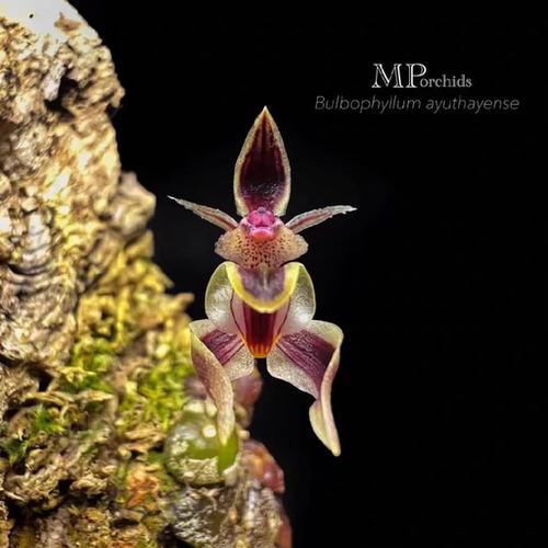 菲律宾林栖石豆兰Bulb ayuthayense一份