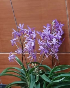 斯尼克风兰Vandachostylis lou snary No.2#洋兰#风兰#富贵兰