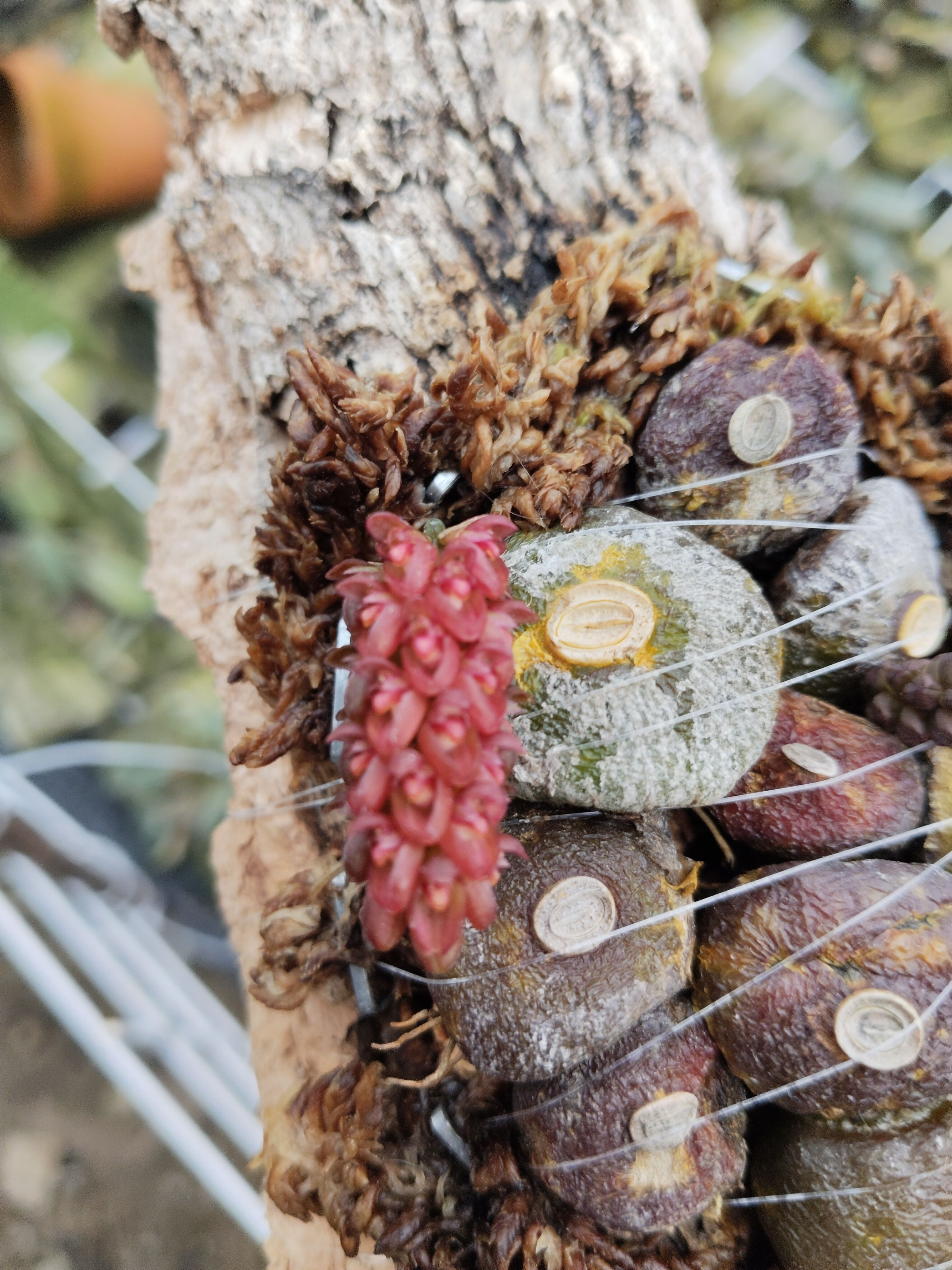 纽扣石豆兰#葡萄石豆Bulbophyllum muscarirubrum一板#雨林缸热植