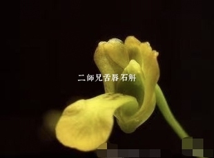 越南帕卡石斛#舌唇石斛Dendrobium parcum Rchb.f.