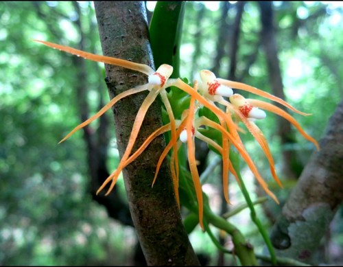越南蜈蚣白点兰Thrixspermum centipeda Lour林中飞舞的兰花