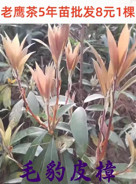 老鹰茶老荫茶老林茶老茶毛豹皮樟大树种苗种子实生苗批发基地直供