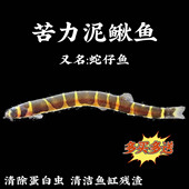 蛇仔鱼苦力泥鳅观赏鱼热带鱼除蛋白虫涡虫清洁鱼易养鱼