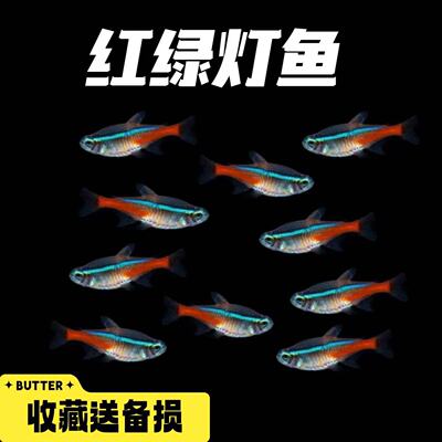 红绿灯鱼热带鱼好看艳丽群游鱼