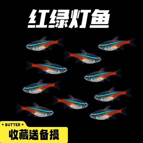 红绿灯鱼热带鱼好看艳丽群游鱼