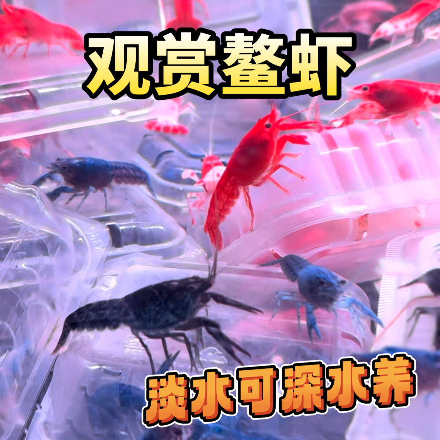 观赏鳌虾冷水淡水可深水