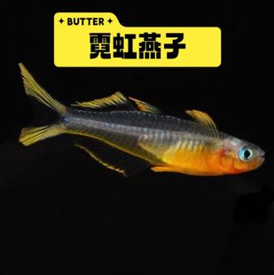 霓虹燕子鱼热带鱼观赏鱼新郎官鱼美人灯科鱼珍珠阿鲁燕子小型草缸