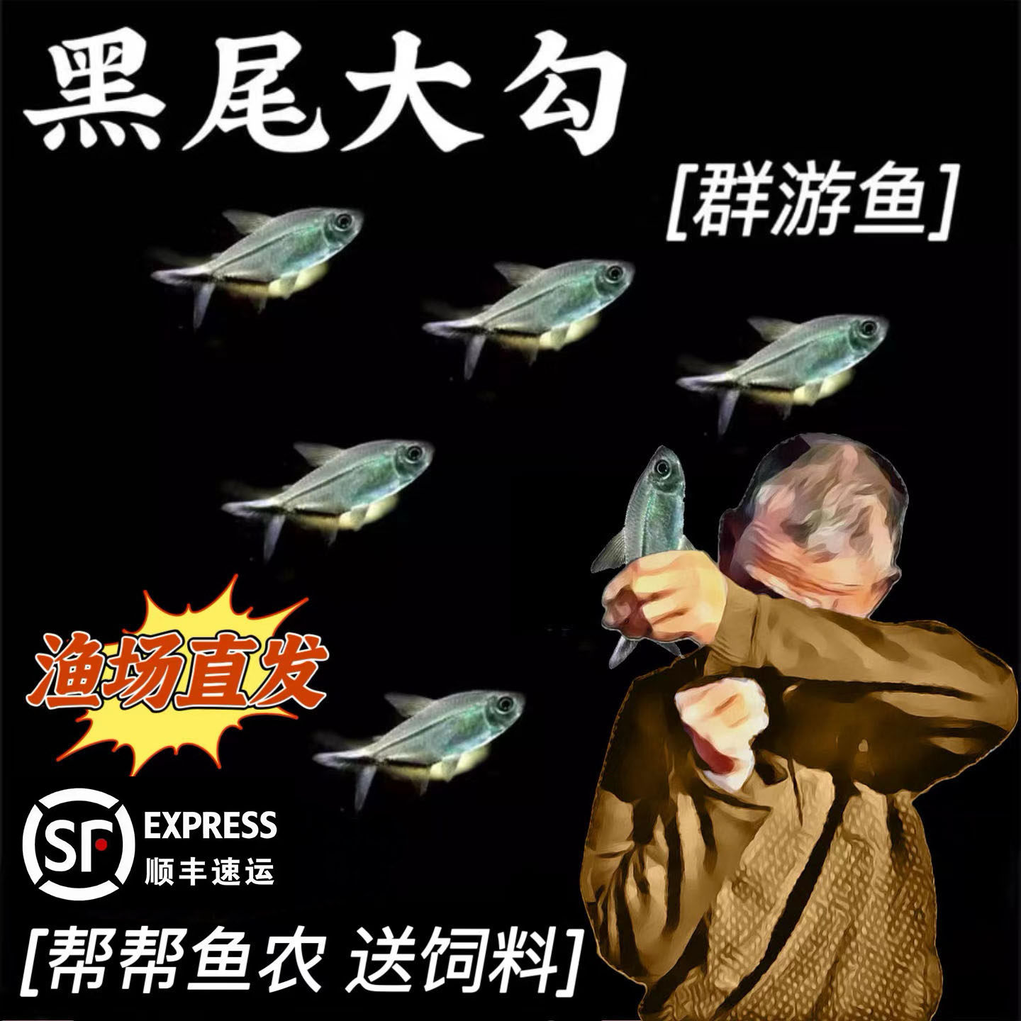 热带鱼草缸群游鱼黑尾大勾鱼群游观赏鱼热带鱼造景混养活体宠物鱼