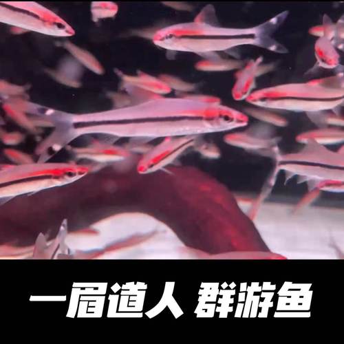 一眉道人灯科鱼群游鱼好养易活