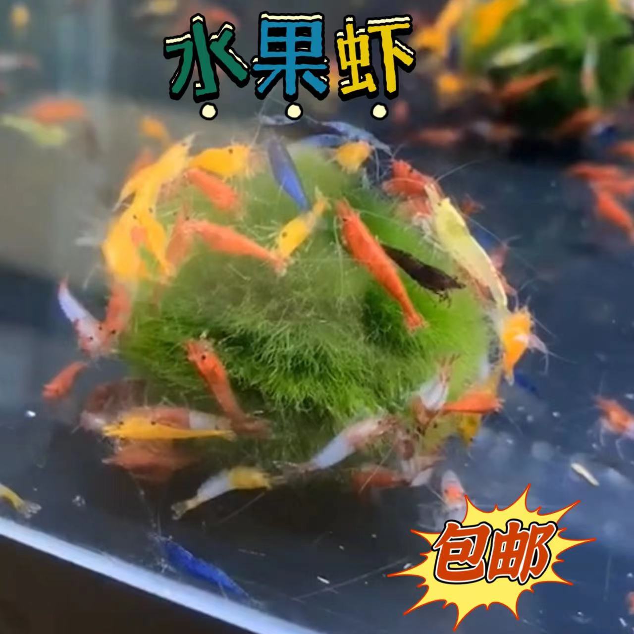 观赏虾极火虾红白水晶虾蓝宝石