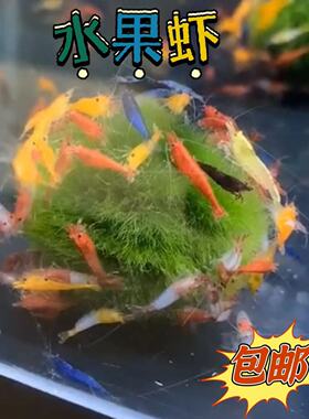 观赏虾樱花虾极火虾红白水晶虾巧克力虾工具虾造景香吉士鲜活鱼缸