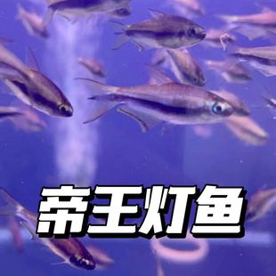 热带鱼帝王灯鱼灯科鱼南美观赏鱼草缸鱼黑帝王灯鱼彩虹帝王灯包邮