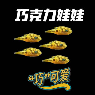 巧克力娃娃鱼工具鱼除杂螺小河豚吃螺卵包邮狗头鱼草缸观赏鱼小型