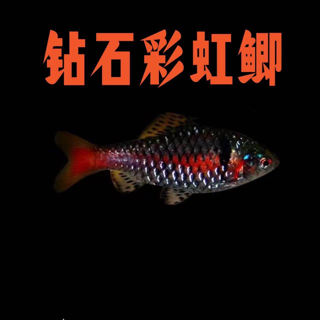 钻石彩虹鲫鱼樱桃鲫红黑宝石鲫广温鱼溪流缸原生鱼冷水鱼观赏鱼