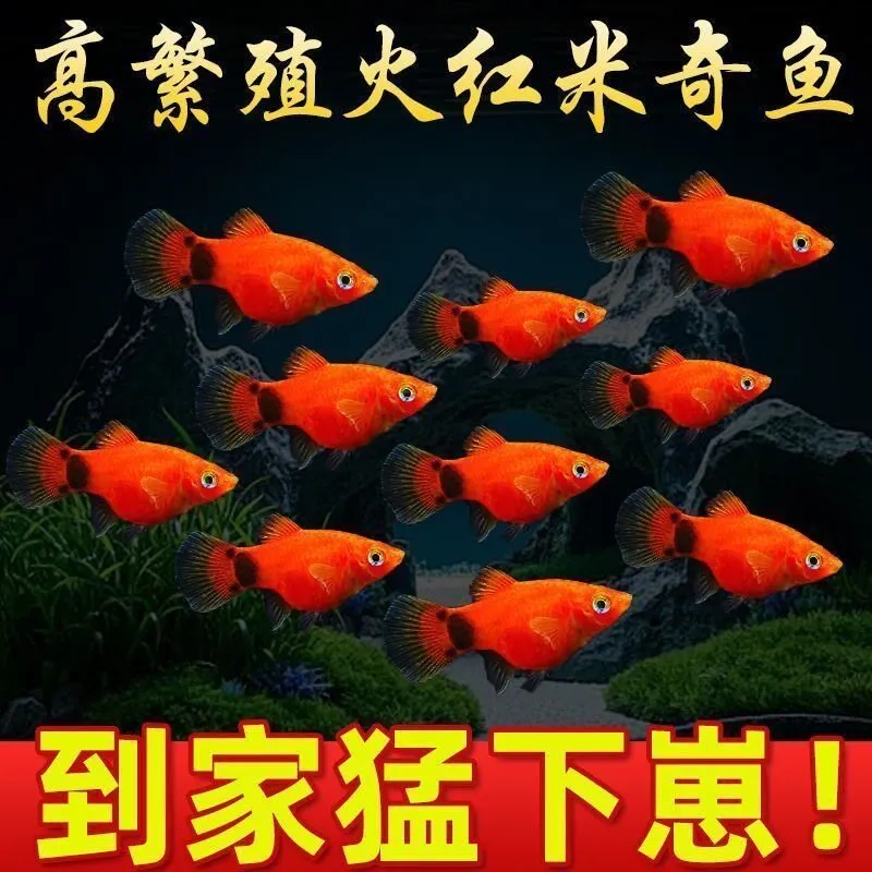 米奇小型皮球胎生小鱼热带观赏鱼热带鱼玛丽孔雀鱼耐活好养月光