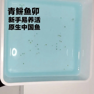 观背鱼卵13品种冷水受精卵天使之翼小型观赏鱼孵化青鳉鱼卵可孵化