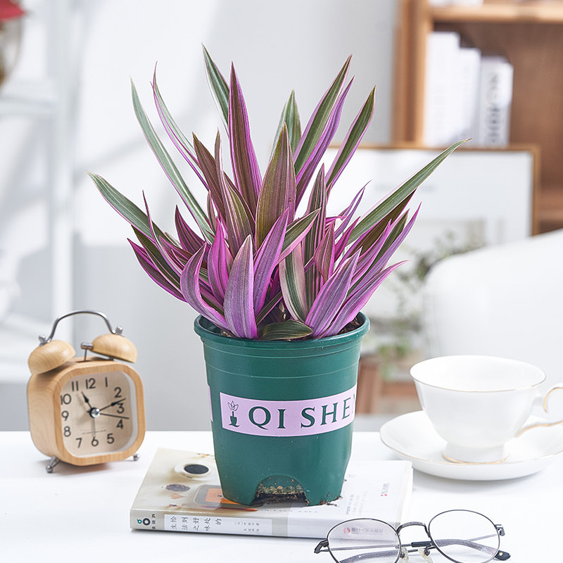 紫露兰盆栽油画吊兰花卉植物室内花好养净化空气四季常青观叶绿植