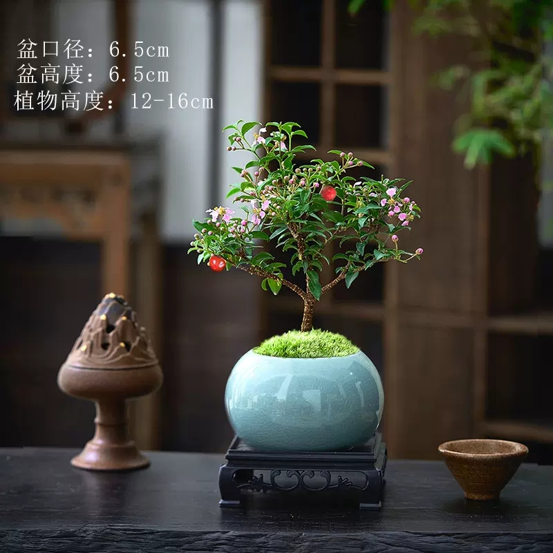 李氏樱桃盆景小盆栽果树室内花卉植物四季好养活办公室绿植阳台