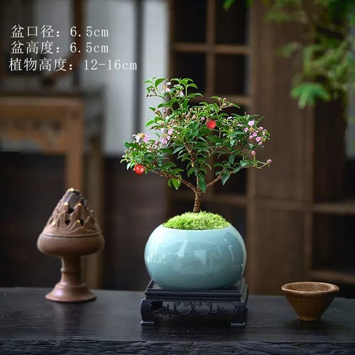 李氏樱桃盆景小盆栽果树室内花卉植物四季好养活办公室绿植阳台