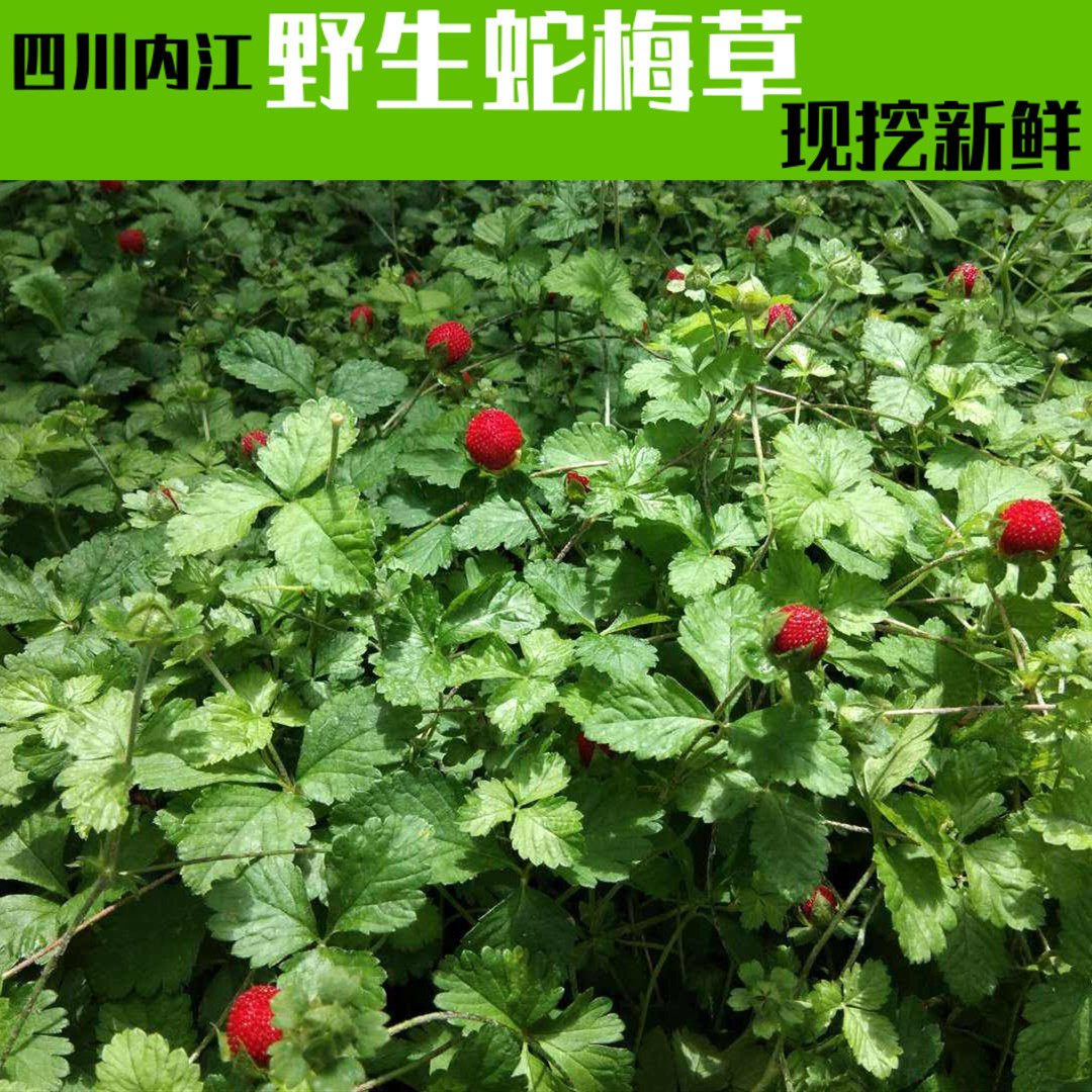 野生蛇梅草 蛇蛋果草 蛇泡草 金蝉草 落地杨梅 野草莓草 500g包邮