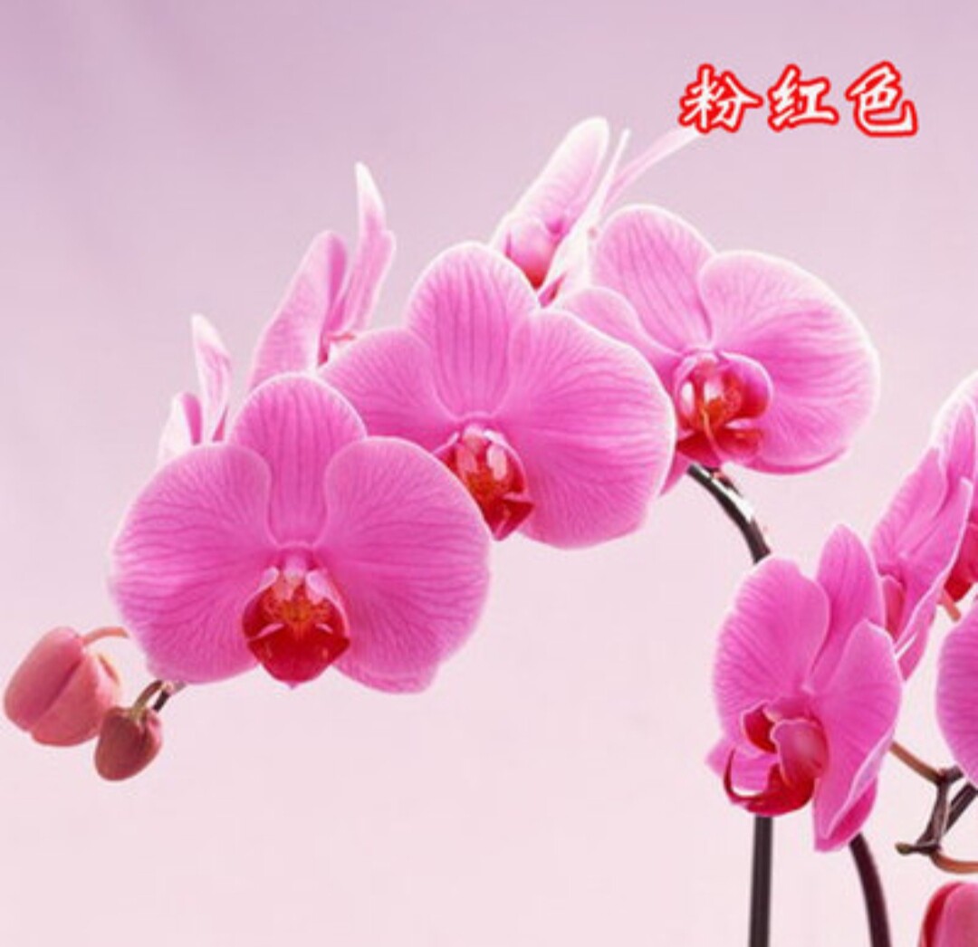 蝴蝶兰种子夕阳红 粉色各15粒蝴蝶兰