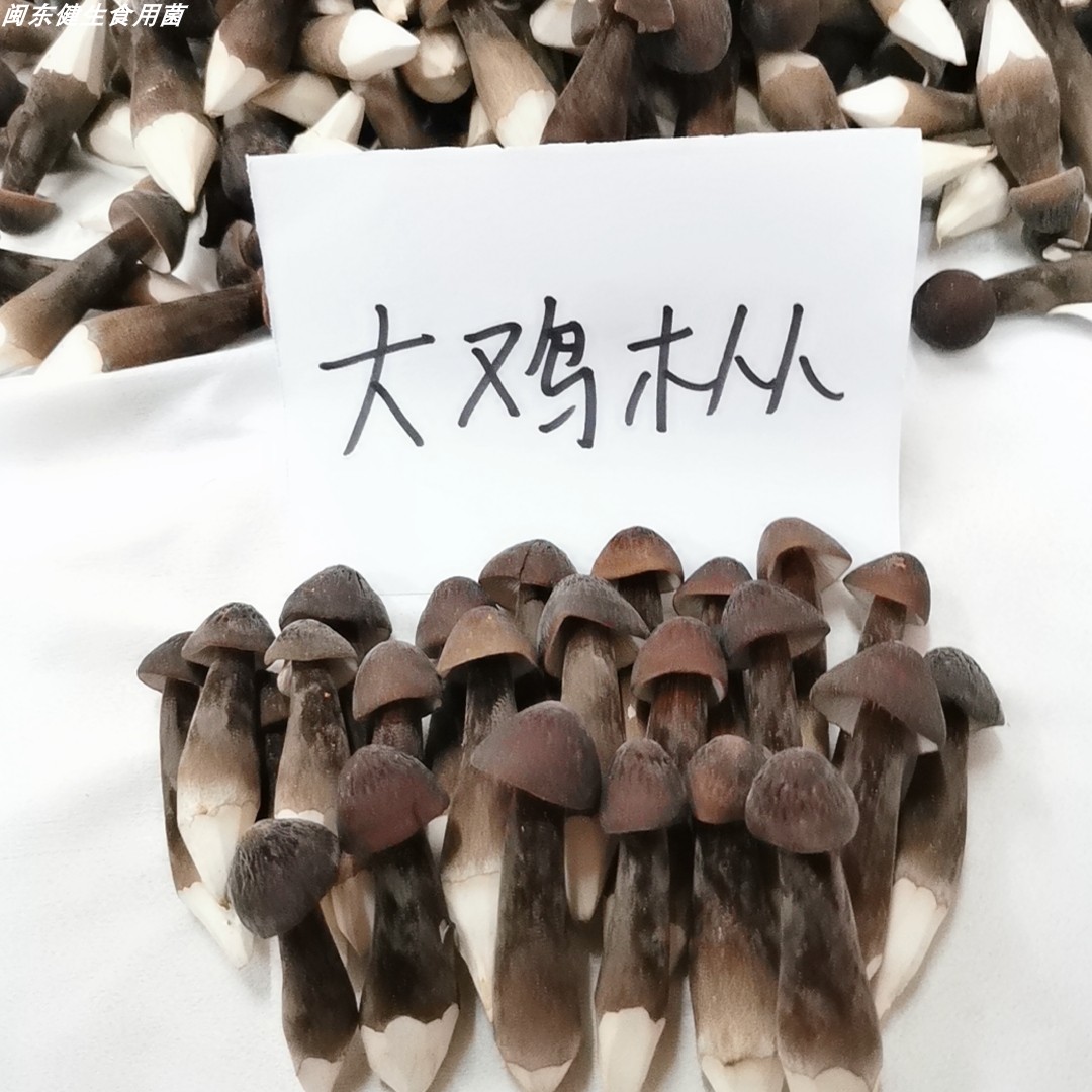 鸡枞菌蘑菇云南活菇林食用蘑菇