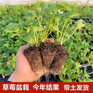 草莓苗带盆带土四季 南北方阳台室内外种植当年结果奶油桃熏秧种苗