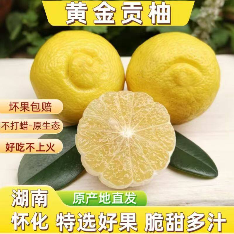 店家推荐正宗湖南怀化黄金贡柚贡柚春香柚子超甜多汁新鲜水果