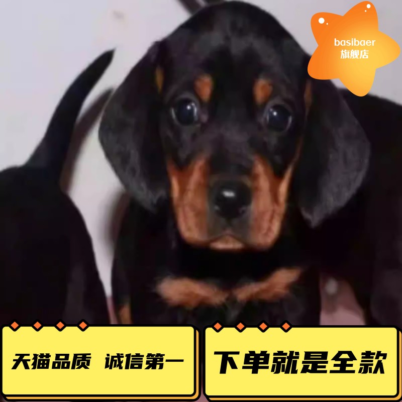 迷你腊肠犬小狗小型犬