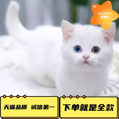 异瞳蓝猫Basibaer好养活