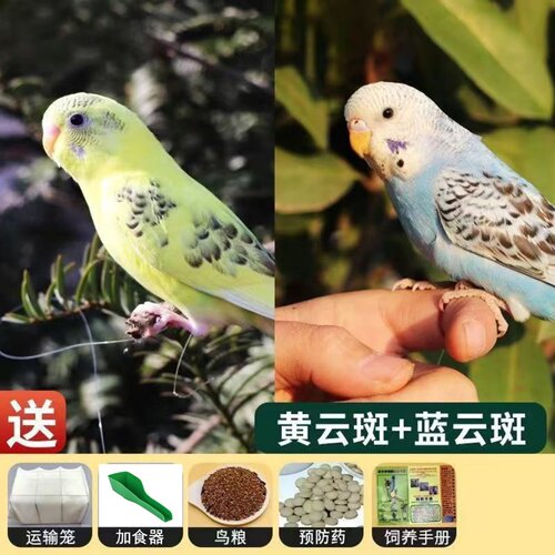 手养活体虎皮鹦鹉幼雏会说话