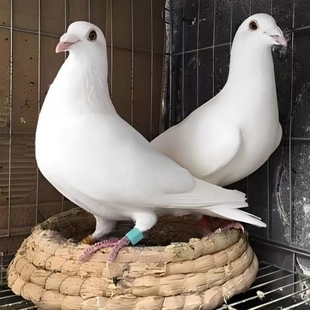 白色赛鸽活物一对原配信鸽赛鸽肉鸽观赏鸽小鸽种鸽活物鸽子苗包活