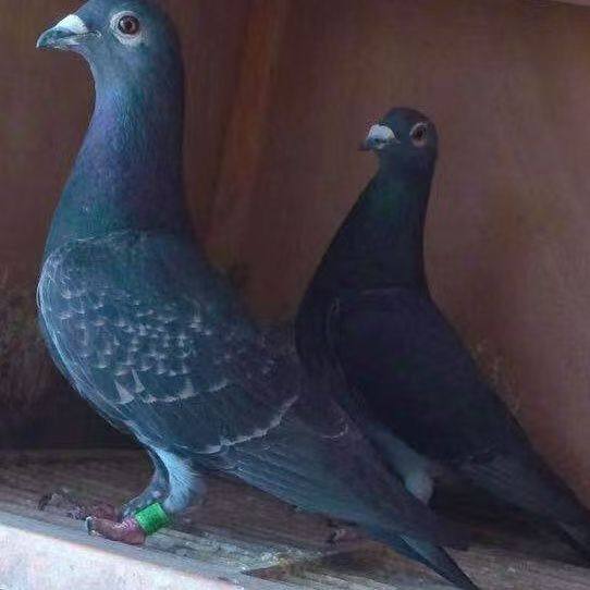 纯种老国血李鸟 吴淞 西翁种鸽信鸽远程鸽信鸽李种超远程鸽快速鸽,宠物/宠物食品及用品,鸟,淘宝优惠券,粉丝福利购,淘宝优惠卷