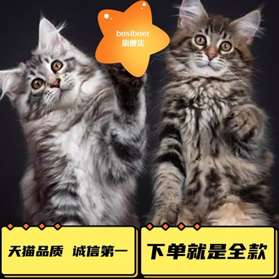 纯种天猫优选质量商家缅因猫