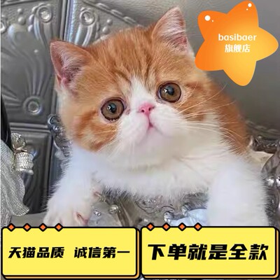 小胖加菲猫Basibaer好养活