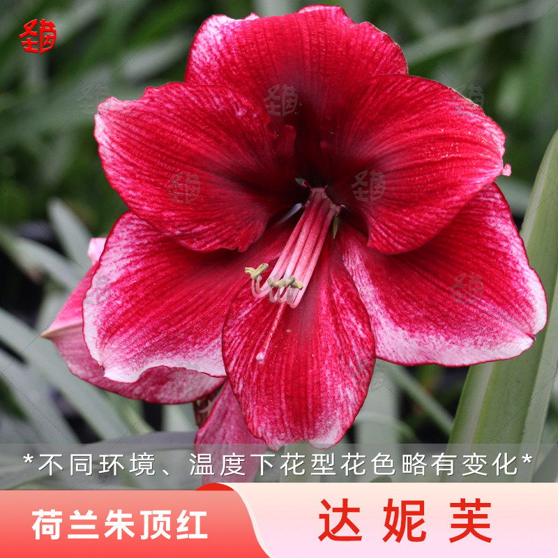 圣茵荷兰进口种球开花球  达芙妮  单瓣朱顶红易活耐热多年生植物
