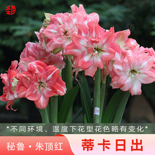 圣茵朱顶红秘鲁蒂卡蒂卡日出多年生阳台种球阳台盆栽庭院重瓣球根