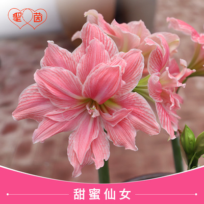 圣茵春夏季朱顶红盆栽