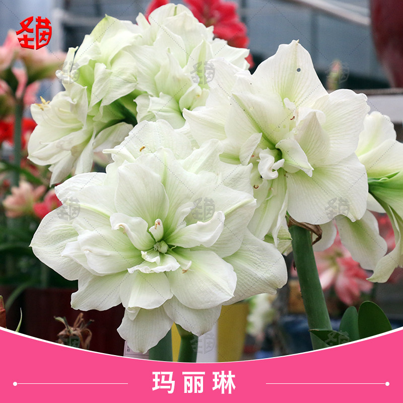 圣茵进口朱顶红 玛丽琳 易活球根花卉多年生阳台植物