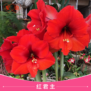 圣茵朱顶红红君主进口种球球根花卉盆栽室内外种植裸根